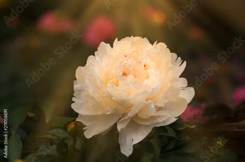 Flower of a peony of white color in a garden with an indistinct background and toning.