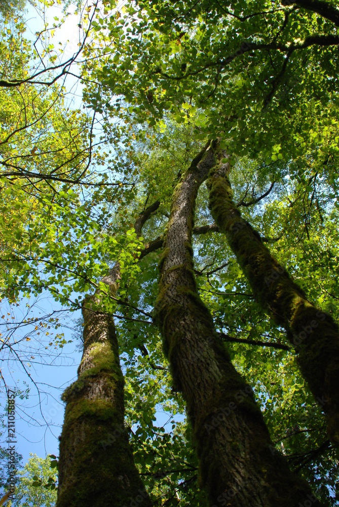 Fototapeta premium Alberi