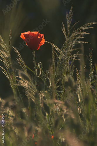 Fototapeta Naklejka Na Ścianę i Meble -  Ponad trawami