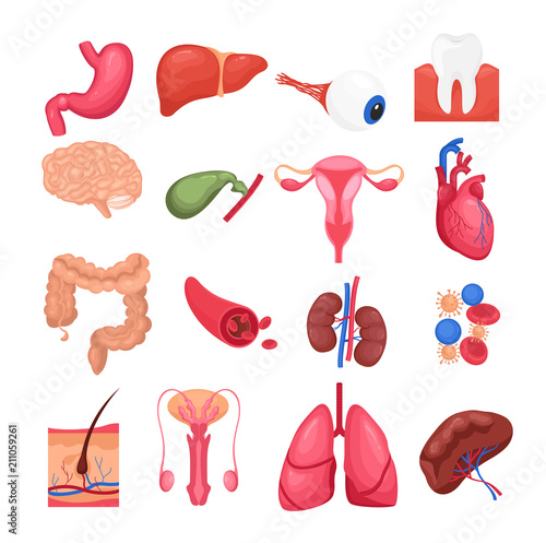 Vector illustration colorful set of human organs with liver, kidneys brain pancreas, heart female reproductive system lungs and stomach on white background. medicine concept, healthy lifestyle.