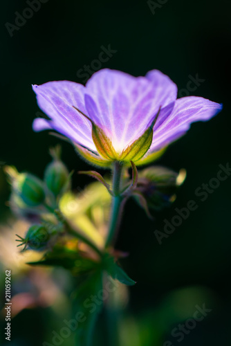 Vibrant purple wild flower in backlit evening light