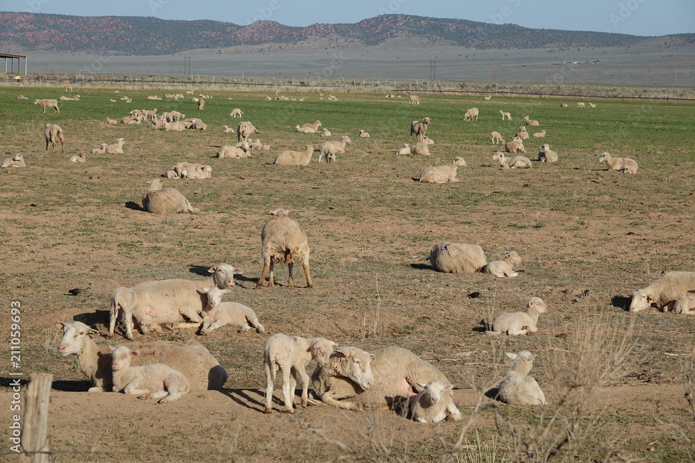Fototapeta premium sheep in the field