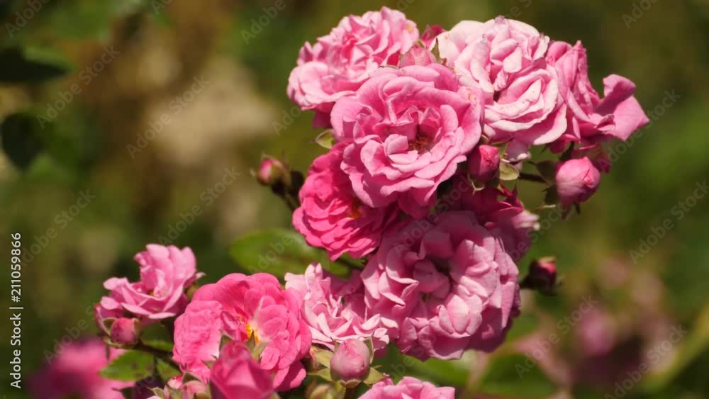 Wild pink rose Wild pink rose