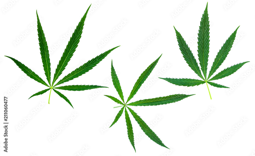 set of cannabis leaves isolate set of cannabis leaves isolate