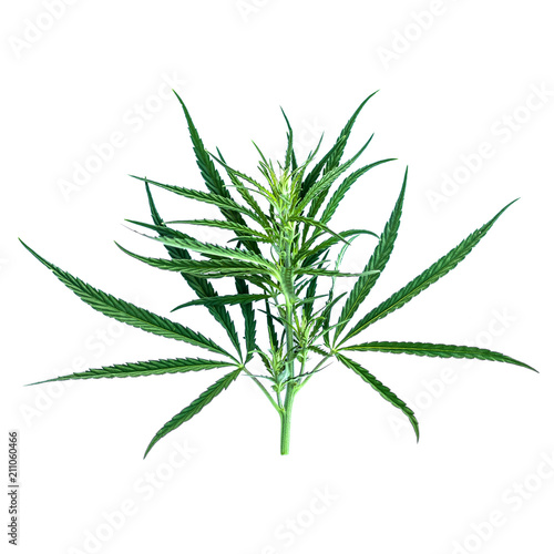 cannabis inflorescence isolate