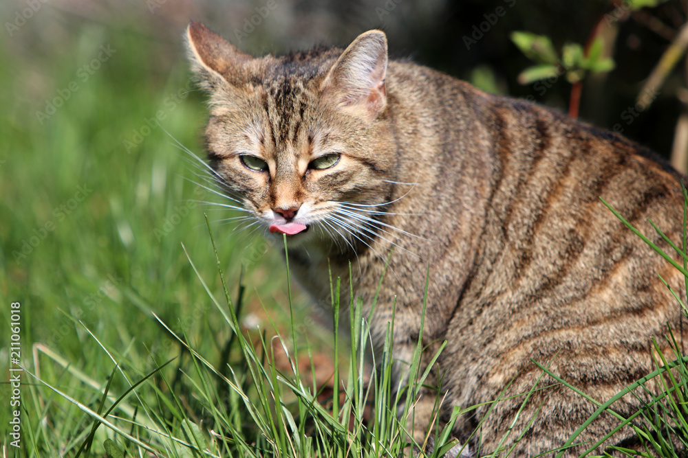 European shorthair with striped gray coat eats grass for better digestion
