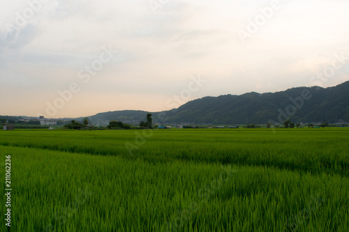 Uji, Japan; August 2017.