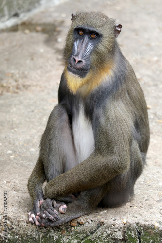 Young male Mandrill