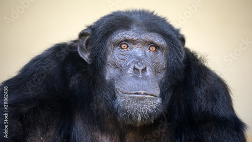 A chimpenzee portrait