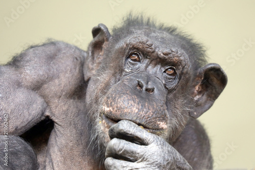 A chimpenzee portrait
