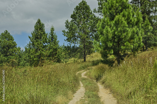 cartracks trough pasture