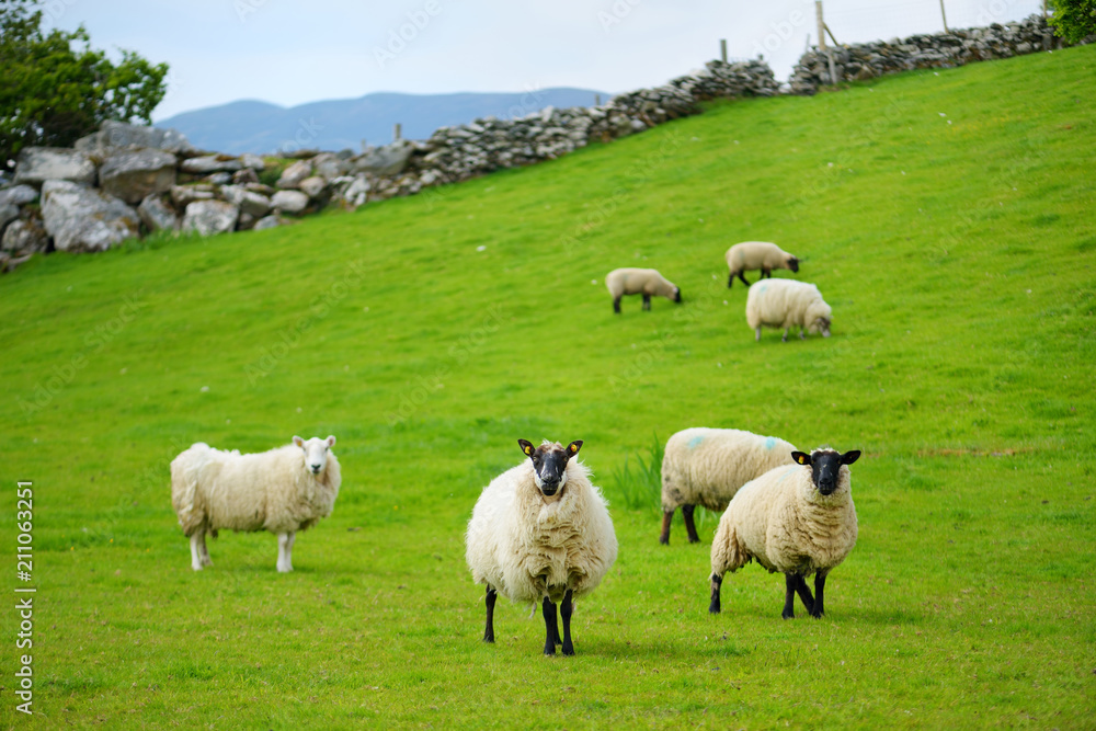 Fototapeta premium Sheep marked with colorful dye grazing in green pastures of Ireland