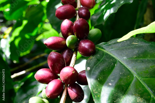 purple coffee beans