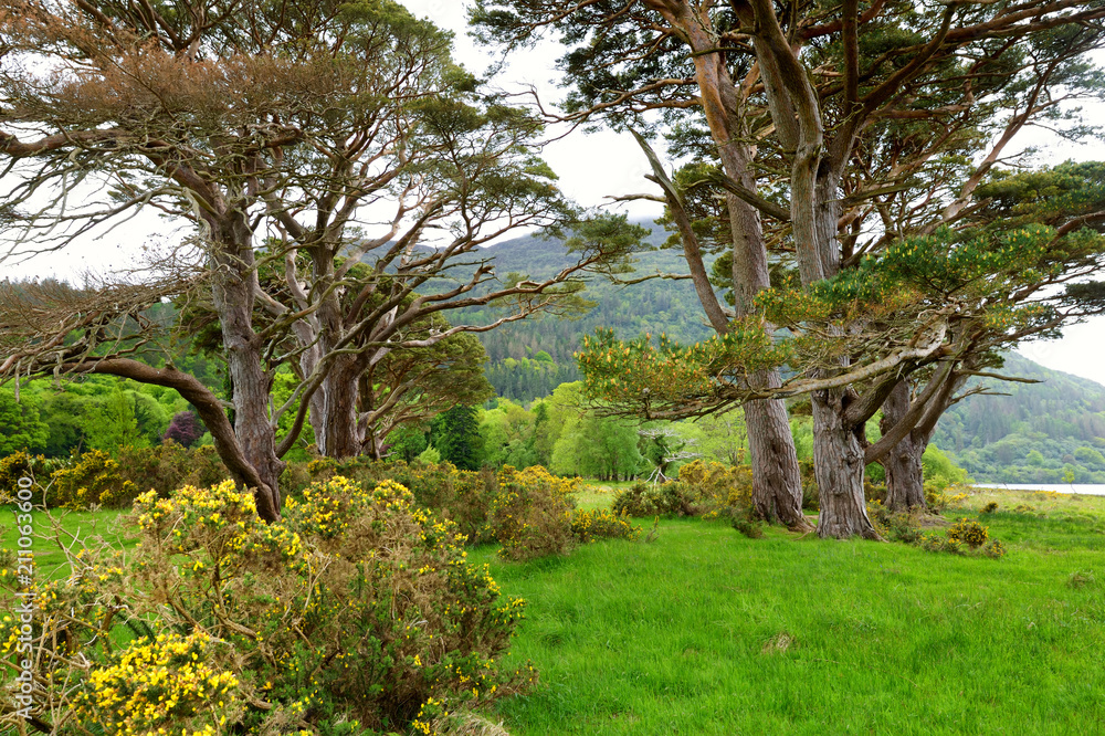 Beautiful large pine tree and blossoming gorse bushes on a banks on Muckross Lake, located in Killarney National Park, County Kerry, Ireland.