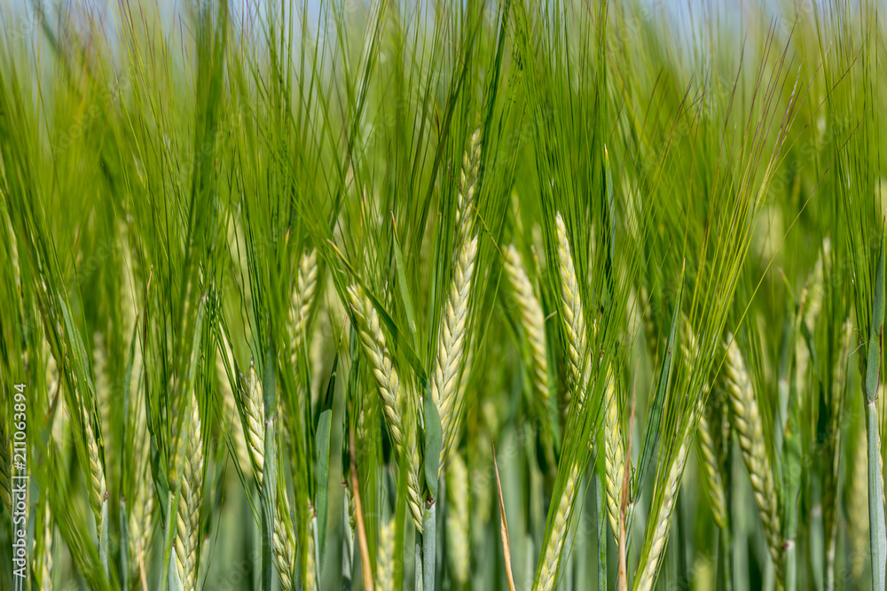 Young green wheat crops growing in the Sussex countryside Young green wheat crops growing in the Sussex countryside