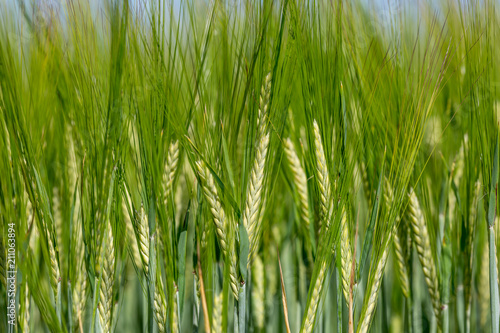 Young green wheat crops growing in the Sussex countryside