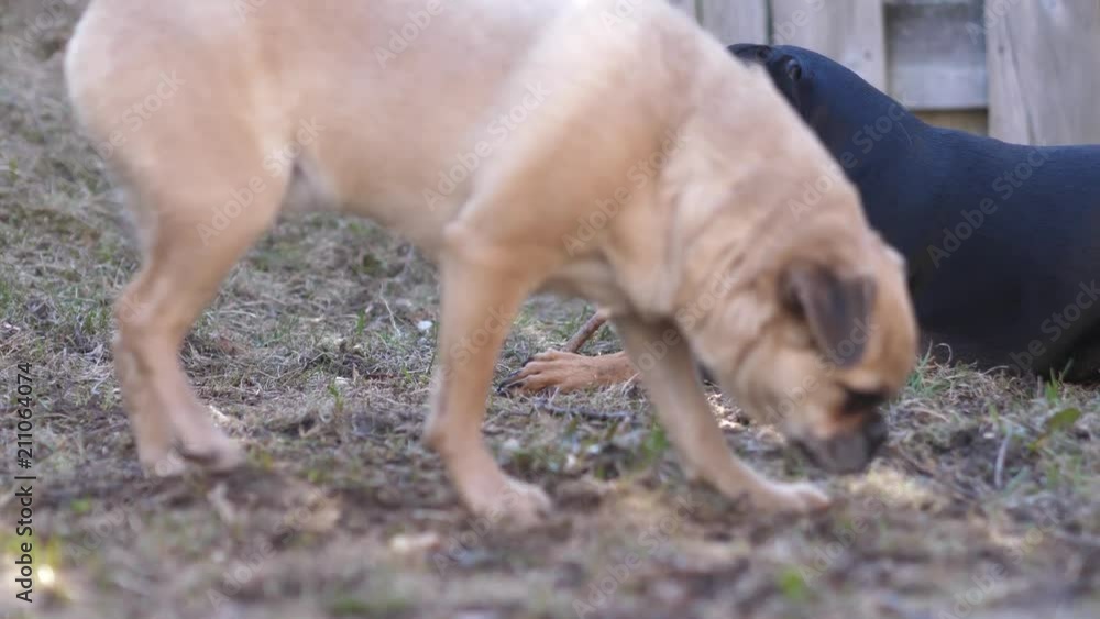 Two cute little dogs on grass enjoying themselves outside.