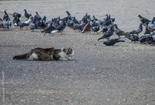 Fotografie The cat hunts pigeons
