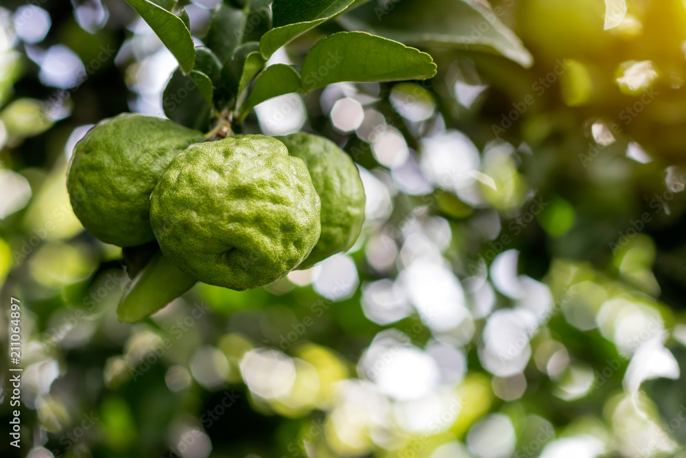 Three bergamot with blurred bokeh leaf. Three bergamot with blurred bokeh leaf.