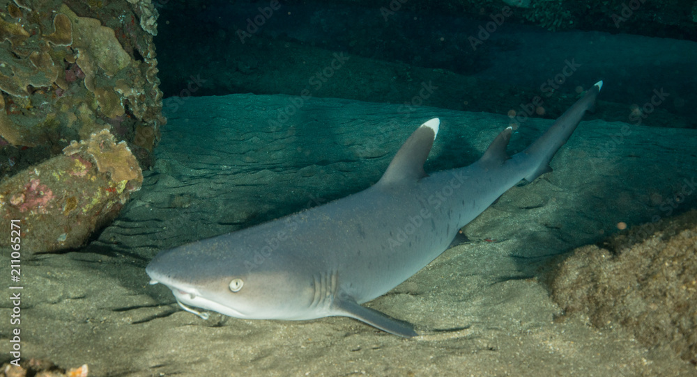 Fototapeta premium White Tipped Reef Shark in Hawai