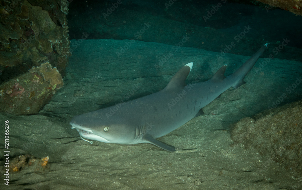 Fototapeta premium White Tipped Reef Shark in Hawai