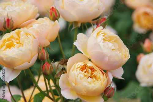 Orange roses in the garden
