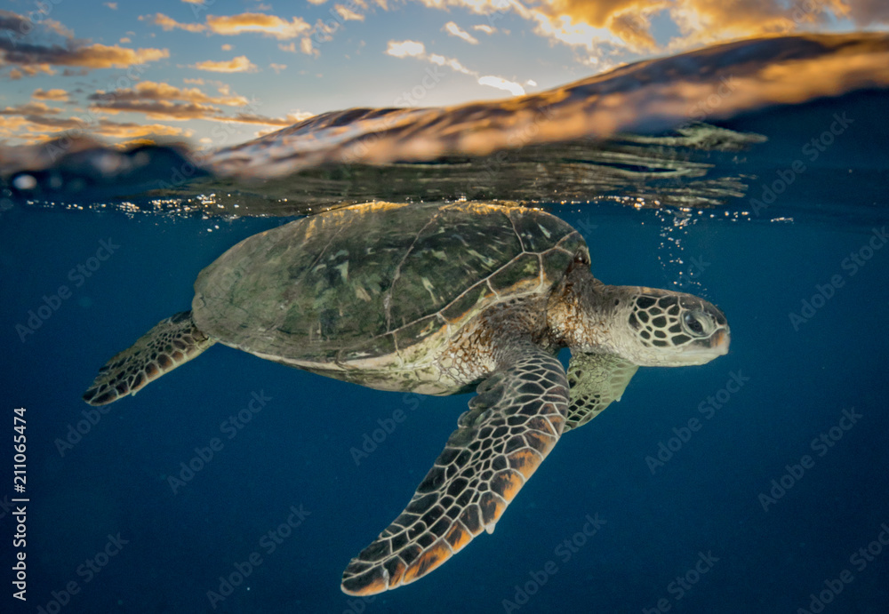 Fototapeta premium Sea Turtle in Hawaii at Sunset