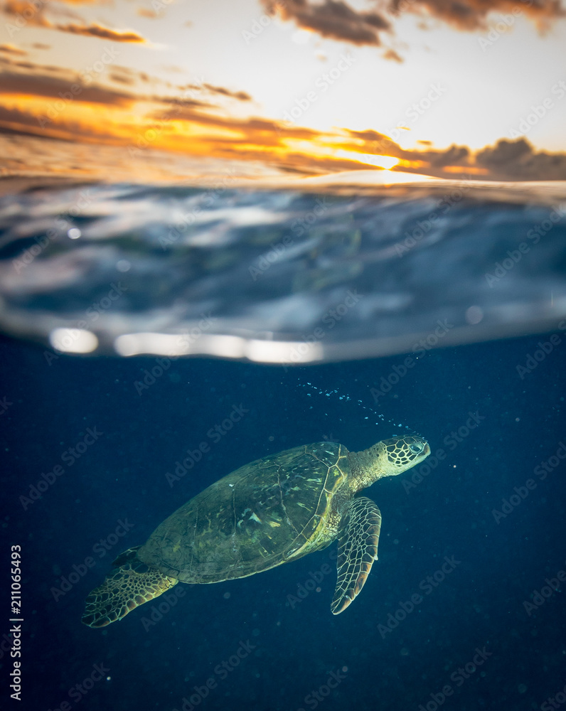 Fototapeta premium Sea Turtle in Hawaii at Sunset
