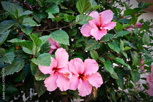 Pink hibiscus flowers blossom tree