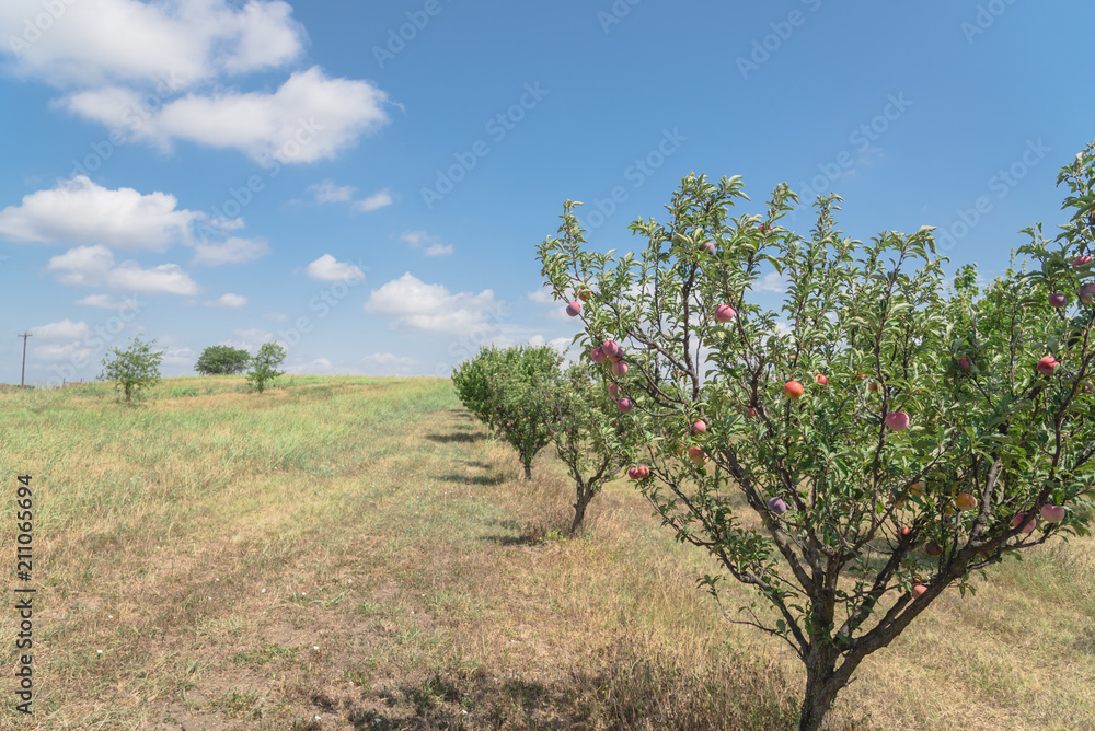 Texas peaches orchard rows of ripen fruits on tree branch again cloud blue sky. Fresh organic prunus with green leaves at local farm in Waxahachie, Texas, USA. Gardening and Agriculture background Texas peaches orchard rows of ripen fruits on tree branch again cloud blue sky. Fresh organic prunus with green leaves at local farm in Waxahachie, Texas, USA. Gardening and Agriculture background