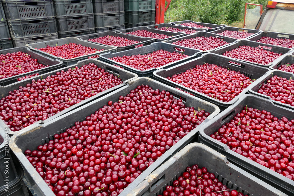 Ripe cherries in crates / Freshly picked cherries in trays ready for the market Ripe cherries in crates / Freshly picked cherries in trays ready for the market
