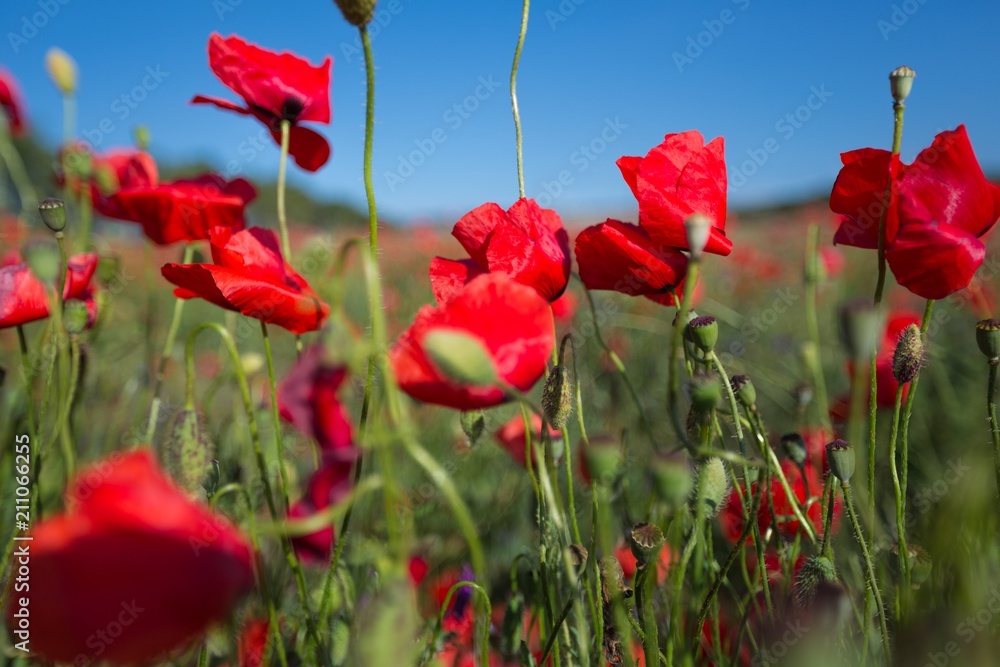 Naklejka premium Anzac.