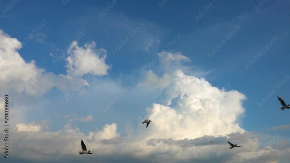 A flock of seagulls flies against the beautiful cloudy sky, slow motion A flock of seagulls flies against the beautiful cloudy sky, slow motion