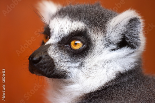 Closeup Lemur