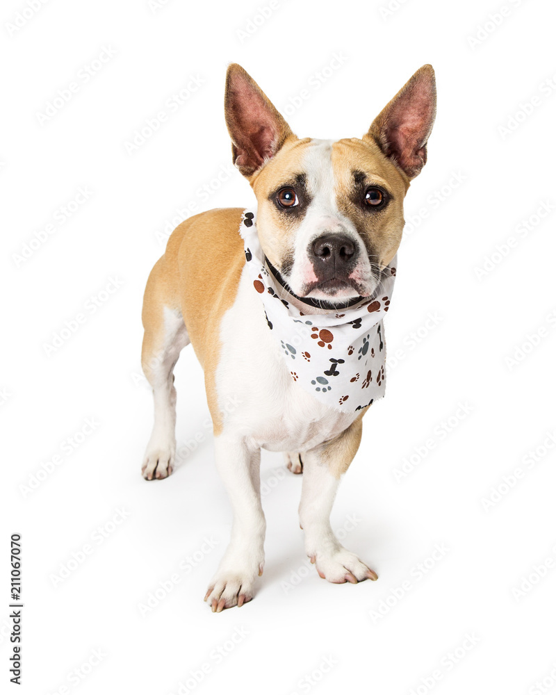 Attentive Mixed Small Breed Dog Wearing Bandana