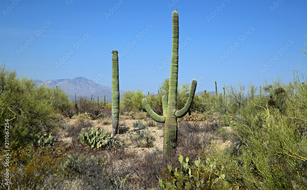 Saguaro cacti in the Arizona Sonoran Desert