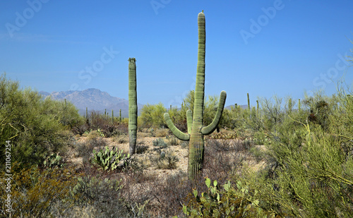 Saguaro cacti in the Arizona Sonoran Desert