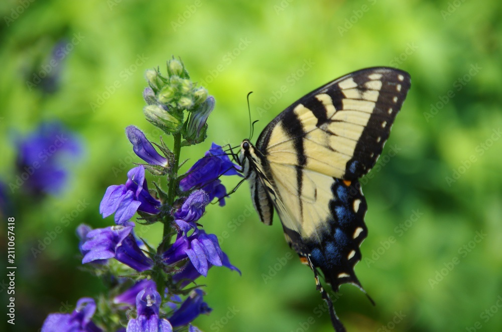 Yellow Buttrfly on Blue