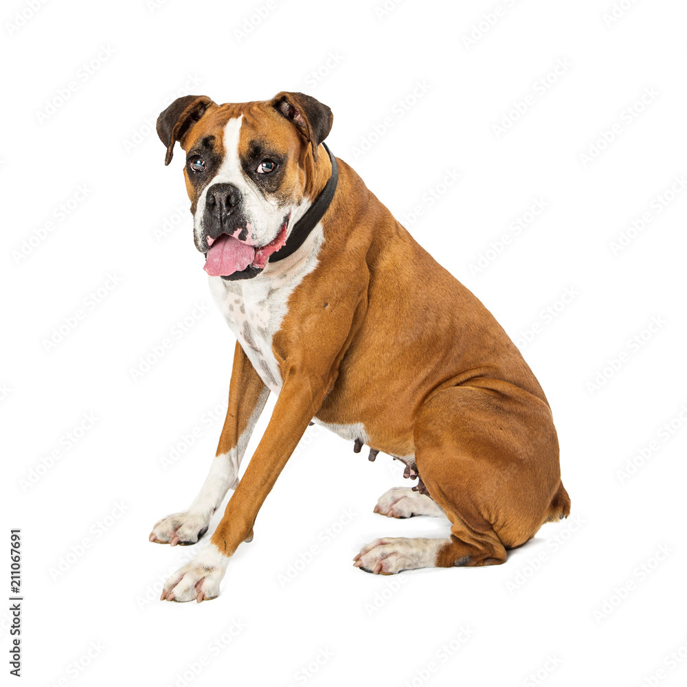 Boxer Mix Dog Sitting Side on White