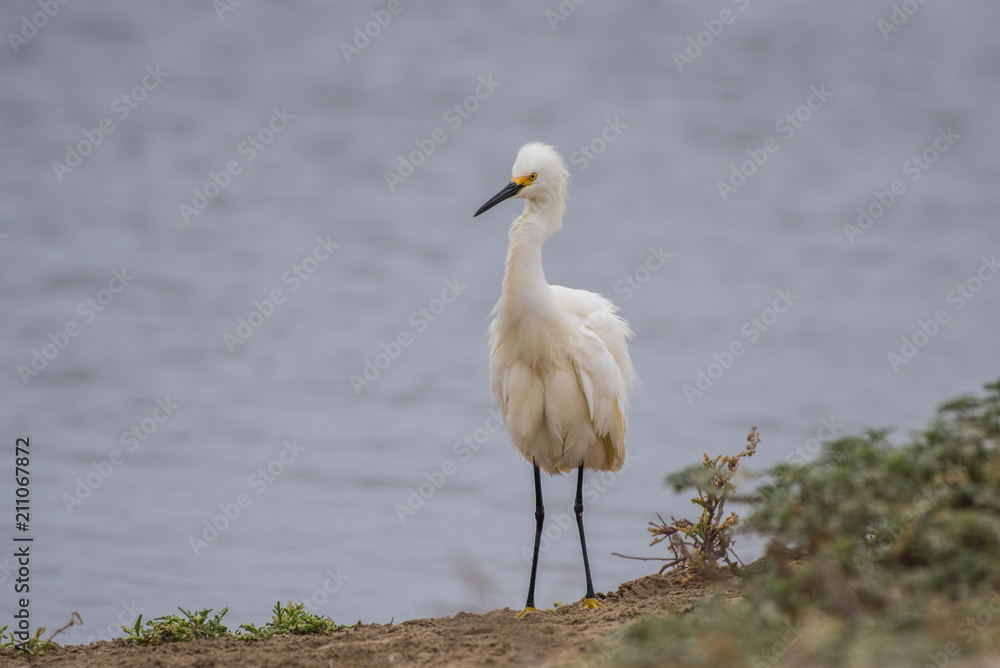 Fototapeta premium Fluffed up Snow White Egret ruffles his feathers to attract a mate on the estuary shore.