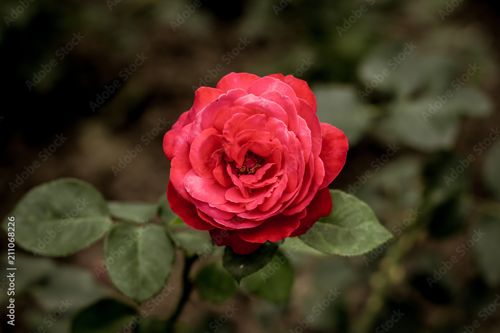 one soft focus beautiful rose garden flower with nature unfocused background concept