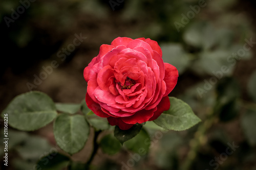 one soft focus beautiful rose garden flower with nature unfocused background concept