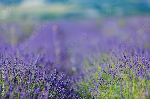 Lavender.