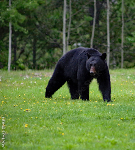 Black bear in Canadaian Rockies © Jitka