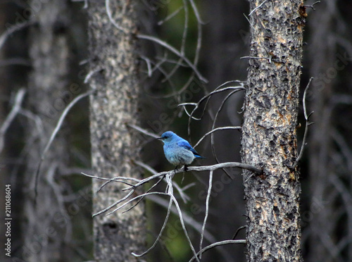 Blue bird sitting on the tree © Jitka