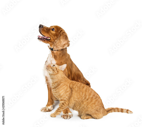 Cocker Spaniel Dog and Tabby Cat Looking Up Together