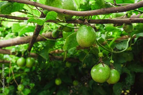 passion fruit on the tree.