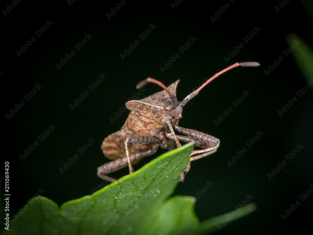 A dock bug sitting on a green leaf A dock bug sitting on a green leaf