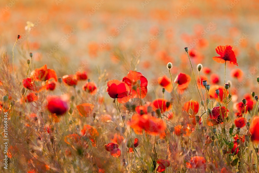 Obraz premium Anzac.