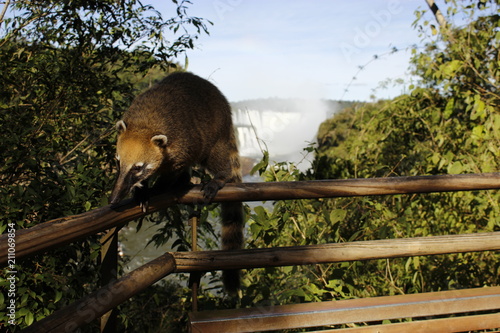 Coati at Iguazu falls - Quati nas Cataratas do Iguaçu photo